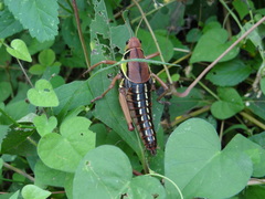 Brachystola behrensii