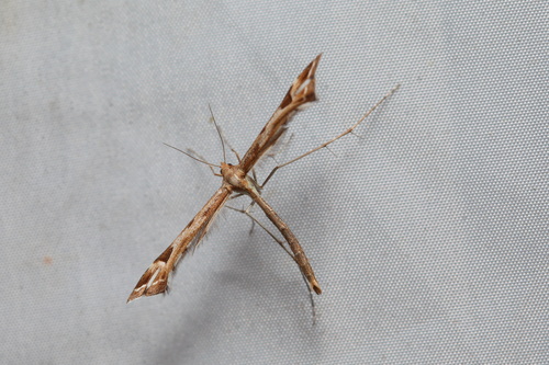 Paraplatyptilia metzneri