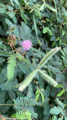 Mimosa pudica