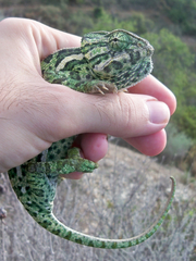 Chamaeleo chamaeleon chamaeleon