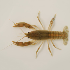 Fallicambarus macneesei
