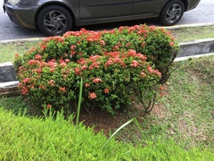 Ixora javanica