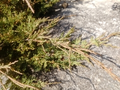 Juniperus pseudosabina