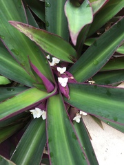 Tradescantia spathacea