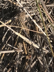 Sceloporus slevini