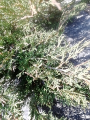 Juniperus pseudosabina