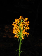Platanthera cristata