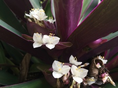 Tradescantia spathacea
