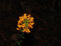 Platanthera cristata