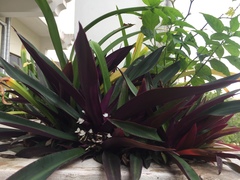 Tradescantia spathacea