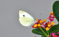 Pieris rapae