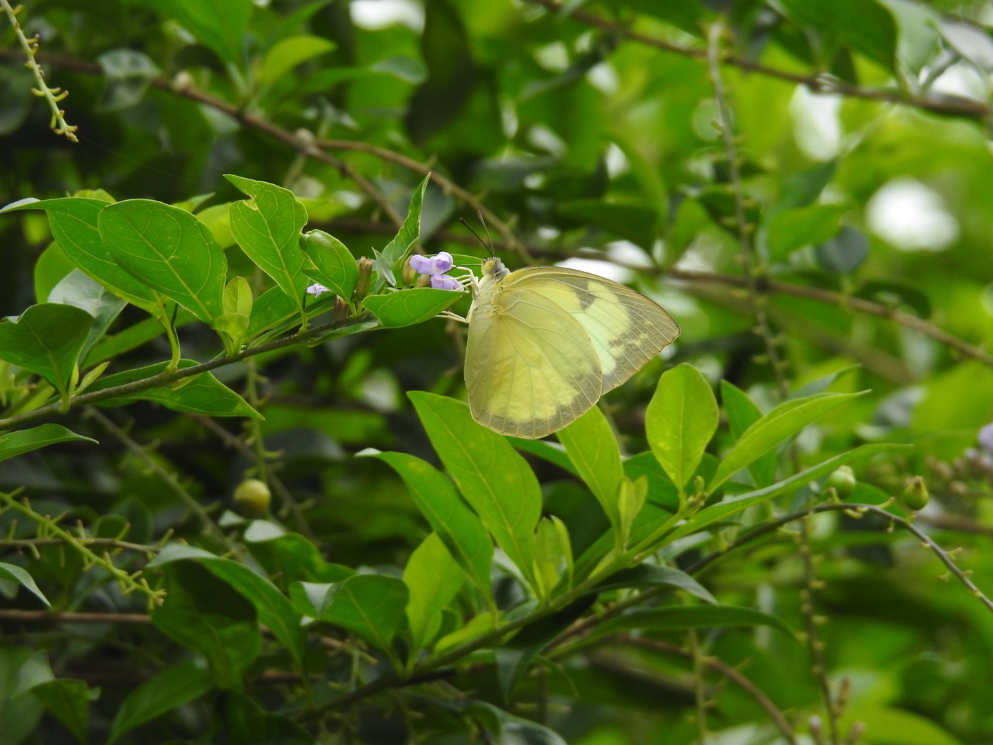 Lemon Emigrant
