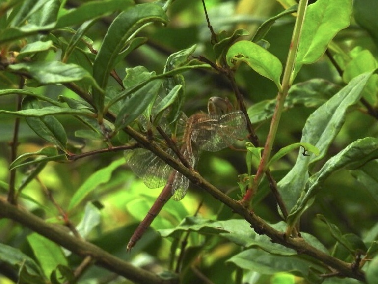 Coral-Tailed Cloudwing