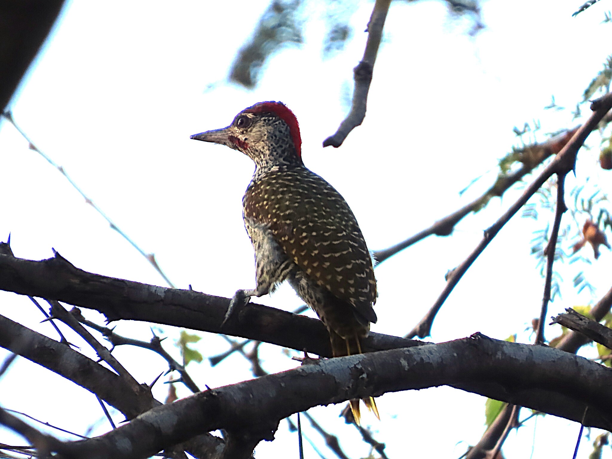 Bennett's Woodpecker (Campethera bennettii), photo 7