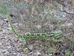 Chamaeleo chamaeleon chamaeleon