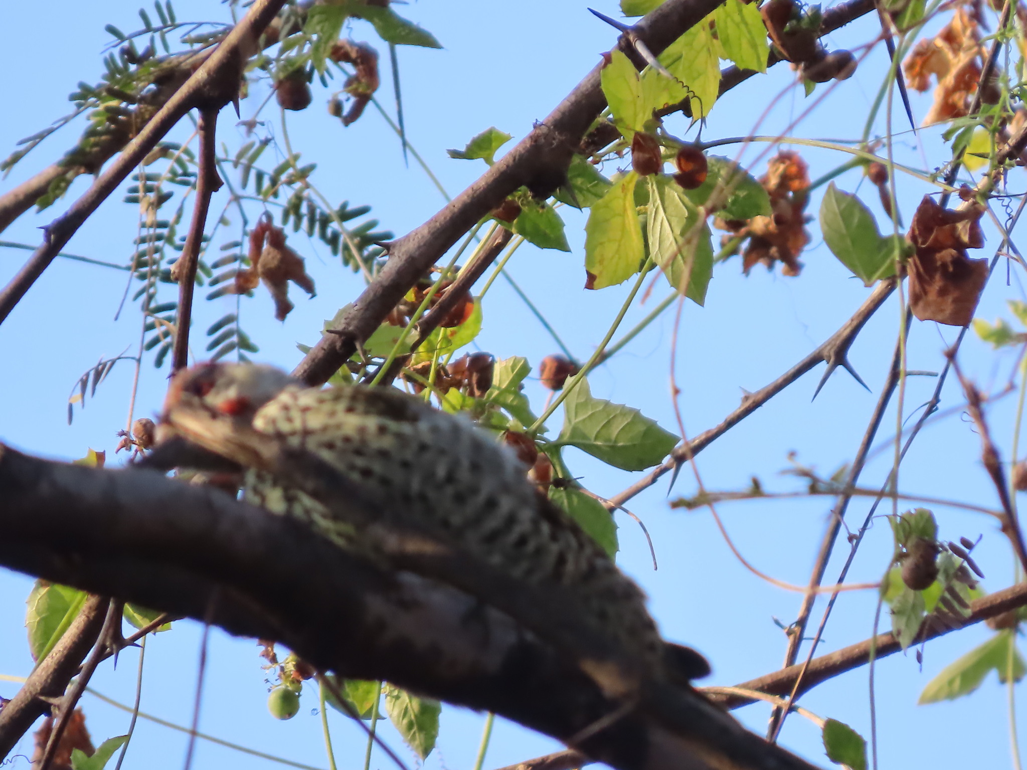 Bennett's Woodpecker (Campethera bennettii), photo 8