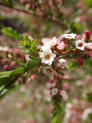 Thryptomene calycina