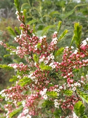 Thryptomene calycina