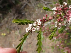 Thryptomene calycina