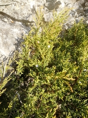 Juniperus pseudosabina