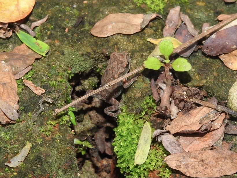 Indian Common True Toad