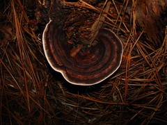 Nigroporus vinosus