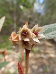 Lasiopetalum macrophyllum