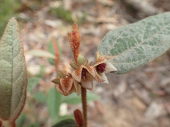 Lasiopetalum macrophyllum