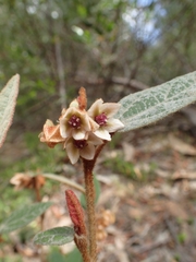 Lasiopetalum macrophyllum