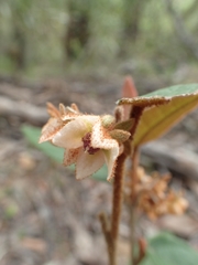 Lasiopetalum macrophyllum