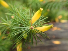 Stenanthera pinifolia