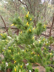 Stenanthera pinifolia