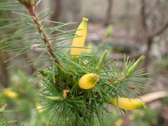 Stenanthera pinifolia