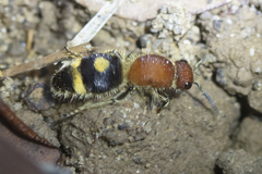 Odontomutilla uranioides