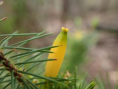 Stenanthera pinifolia