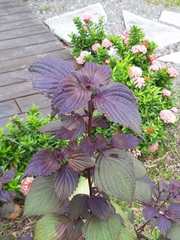 Limnophila aromatica