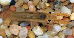 Procambarus hinei
