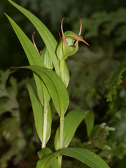 Pterostylis auriculata