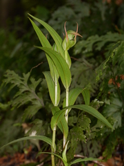 Pterostylis auriculata
