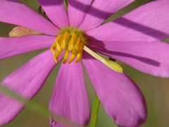 Sabatia gentianoides