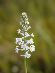 Platanthera nivea