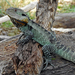 Gippsland Water Dragon - Photo (c) deborod, some rights reserved (CC BY-NC), uploaded by deborod