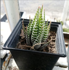 Haworthiopsis fasciata