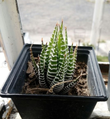 Haworthiopsis fasciata