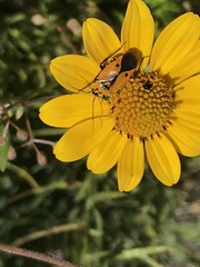 Neocapsus