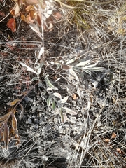 Psephellus sibiricus