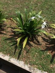 Hymenocallis