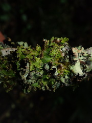 Pseudocyphellaria episticta
