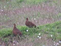 Lagopus lagopus scotica