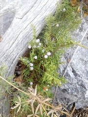 Juniperus pseudosabina